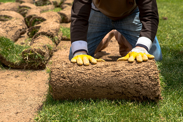 Picture of a gardener laying turf