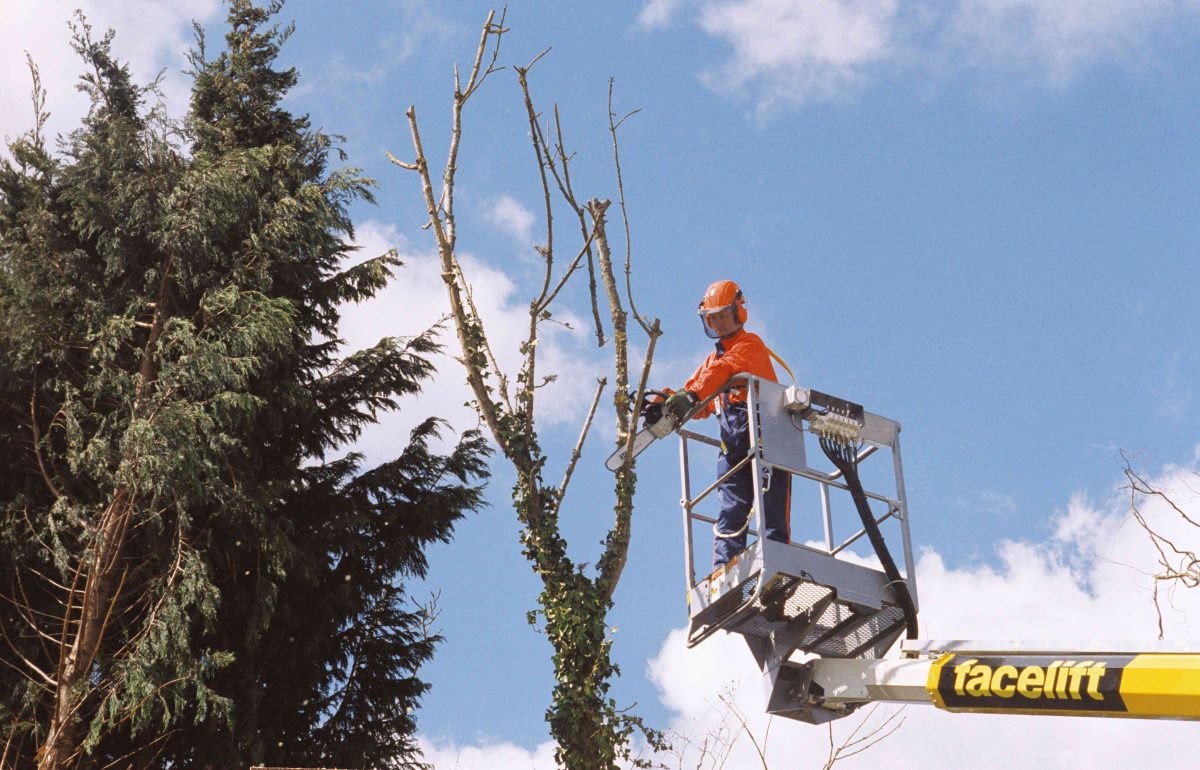 A Complete Guide to Tree Trimming Costs What You Need to Know Hello