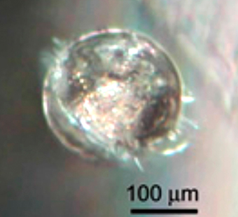 nis-particle-causing-micro-cracks